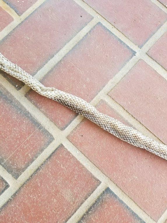 Winston Salem snake skin